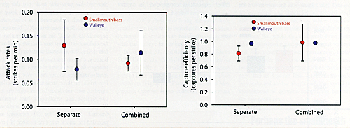 Caption 5: Figure 5 (left). Comparisons of attack rates between walleye and smallmouth bass when they were with one of their own species (left) or placed in the tanks together (right). Figure 6 (right). Comparisons of capture efficiency between walleye and smallmouth bass when they were with one of their own species (left) or placed in the tanks together (right).