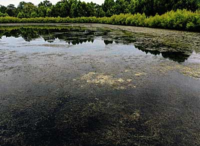 It didn't take long and Southern Naiad covered way too much of Tracy's pond.