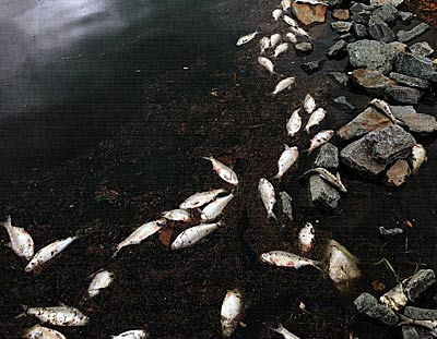 A fish kill due to an oxygen crash.