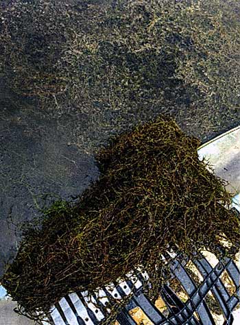 A rake full of pondweed shows how dense it really is.