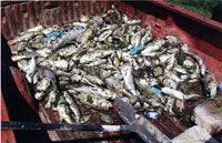 This truckload of fish from an Iowapond is the result of water deteriorating because of too many fish. Harvest some of your fish.