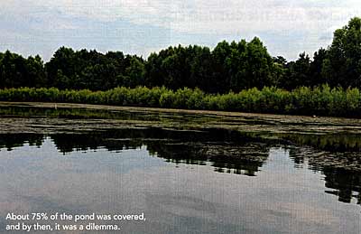 About 75% of the pond was covered and by then, it was a dilemma.