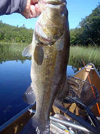 Big bass