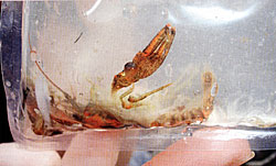 It's fun to figure out what a fish ate. This partially digested crawfish is living, er dead,proof of what some fish eat.