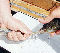 Once the tube is inserted, tilt the fish downward and push the plunger Be sure to hold the fish over a container to catch the contents as they flow out.