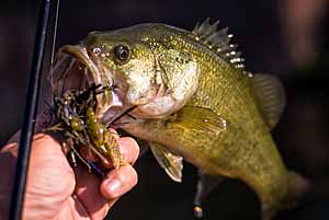 Smallmouth bass