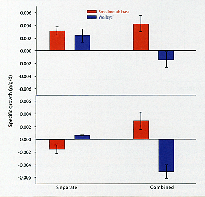 Figure 3. Results from the growth experiments for adult (top) and age-1 (bottom)walleye and smallmouth bass.