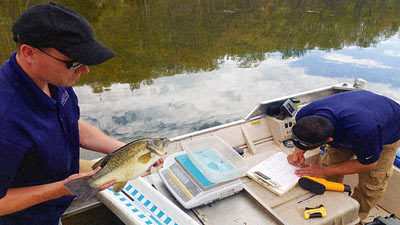 Photo of us working up a native bass that came into the pond from upstream.