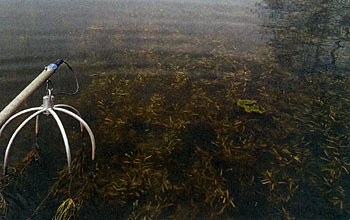 Curly-leaf pondweed growth in shallow water can become dense in the early spring, but provides both good habitat for fish, as well as a goodfood source for ducks.