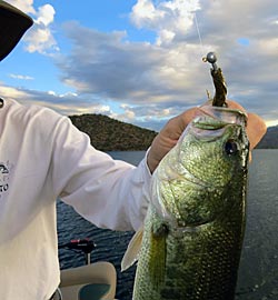 A pea head is a great bait for flipping to pilings and piers.