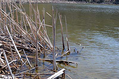 It’s easy to write off water that’s a foot or less deep. But bass don’t. Extremely shallow water with heavy cover and a dark-colored bottom, for example, quickly warms in early spring, attracting and energizing nearby bass. Photo by Pete M. Anderson