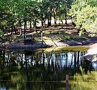 During droughts, fish are congregated and water chemistry changes. You can see the green color of this nutrient enriched water. That's a drought-related symptom.