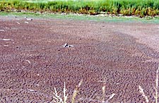 When areas go dry during drought, it's a good time to deepen and revamp a pond bottom.