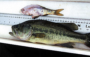 The golden shiner was a big meal for the bass.