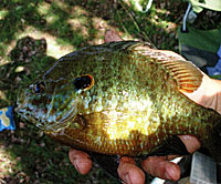 Pumpkinseed sunfish