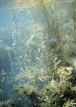 Sago pondweed, curly-leaf pondweed and invasive Eurasian watermilfoil