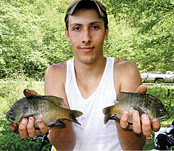 Bluegill