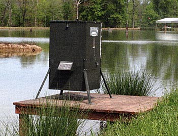 Fertility at Hatchie Coon is excellent. They have a strong feeding program, and some enhanced underwater structural additions to help babies live a few more days.