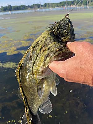 The grass may be finally matted, and throwing a frog over it can be some of the most fun you'll have this summer.