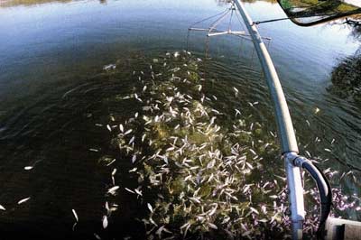 This Texas lake has thousands of 4-inch-plus threadfin shad, perfect for growing larger predator fish.