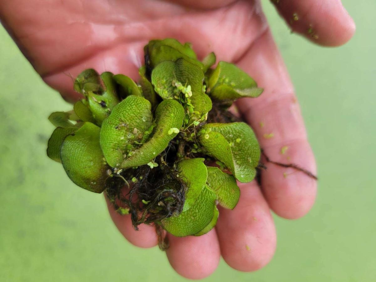 Giant Salvinia 