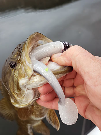 Don't be afraid to throw baits bigger than five-inches when targeting big smallmouth bass.