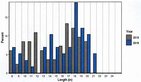 FIGURE 1. Largemouth Bass length distribution shown as a percentage of the total population. Fall Data.