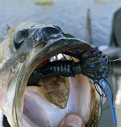 A Lake Okeechobee bass that fell for a swim jig fished around scattered vegetation.