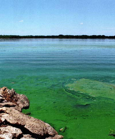 Cyanobacteria, an unintended consequence