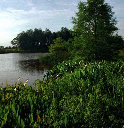 Healthy emergent aquatic vegetation along the shoreline of a lake that coexists with grass carp.