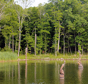 Nice vertical view. Notice the cattails to the left. They add to this lake, not detract.