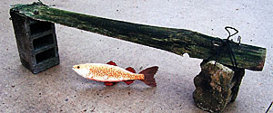 Example of a simple half log structure for placement above or near spawning nests. Overhead cover is important.