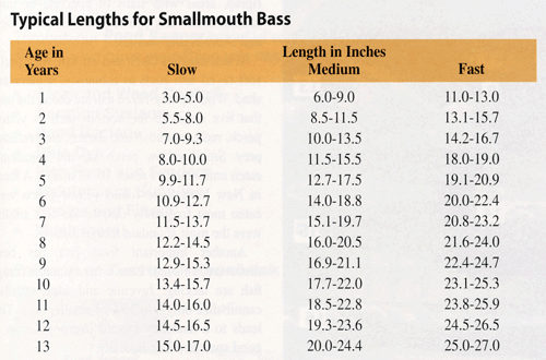 The first years growth is very important for growing trophy smallies. The world record smallie of 27" was 13 years old. A normal year class of smallile can have some fast and slow growers with the bulk of individuals in the mid range. Based on amount of food available, the average size can be skewed toward one side of small or large. A standard year class can be composed of several 2"-4", the majority in the 5"-6" size, some 6"-7" and maybe a few exceptional ones 8"-9".