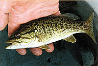 A nice 9-inch smallie. How to get it larger?