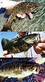 (Top) A nice smallie on its way toward trophy status. (Middle) Smallies are great fish! (Bottom) The dandy smallie that tried to eat the red and yellow popper bug.