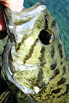 Close up of a pretty 15" smallie.