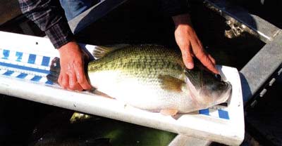 This 9.25 pound, six-year-old bass has had near-perfect growing conditions her entire life.