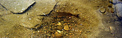 This photo is of a small mouth bass on a nest. Similar habitat works for largemouth bass, too.