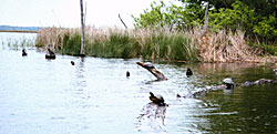 This shoreline habitat serves several purposes.    The fallen timber hosts several si-es of bass, the reeds in two feet of water hold tiny fish such as bluegill and bass babies. Good habitat for fish...and fishermen.