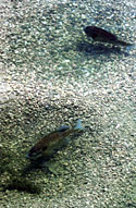 Bluegill spawn in shallow water, in colonies. Provide the habitat and bluegill will spawn.