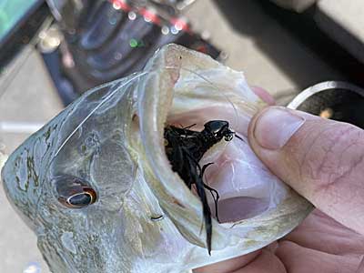 A solid black color is one of the best options for marabou jigs.