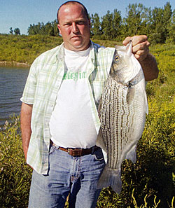 This hybrid striper tipped the scales beyond 8 pounds. They'll grow larger.