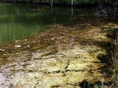 I've seen several HOAs form a committee to begin managing their ponds because of the same "problem:" the perception of too much aquatic plant life in the "wrong" places.