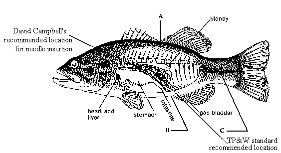 How to fizz a bass