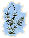 Milfoil (Illustrated by Jim Pfaff)