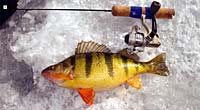 What a great yellow perch! Notice the size of the ice fishing rod.