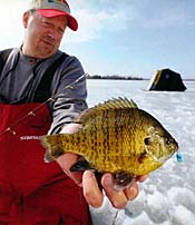 Some people live for winter and ice fishing. Nice bluegill. Photo courtesy Frabill.com