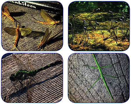 Clockwise from top left: Some common mayflies hatching in spring and summer. A colony of damselflies reproducing on top of an algae mat. What a gorgeous dragonfly Water Stick. Photos by Bruce Condello.