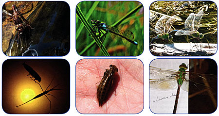 Top row, left to right: This dragonfly landed on the nose of a freshly caught Largemouth bass, photo credit Bruce Condello. Newly hatched dragonfly, photo credit Anne Kania/Floating Islands International Dragonflies reproducing, photo credit Anne Kania/Floating Islands International Bottom row, left to right: A dragonfly nymph holding onto a water stick over a light in a pond, photo credit Anne Kania/Floating Islands International Dragonfly nymph close to hatching. This dragonfly was hatched in an aquarium,