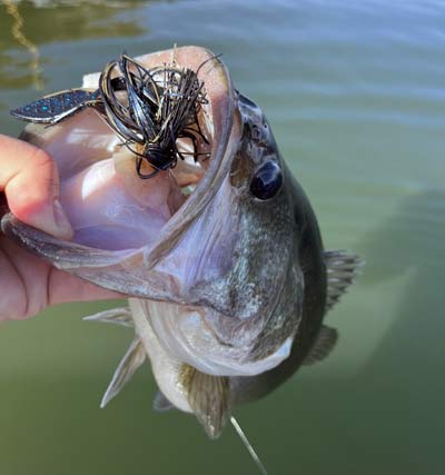 Pitching a jig to cover and structure will catch fish all year, but it's especially effective this month.